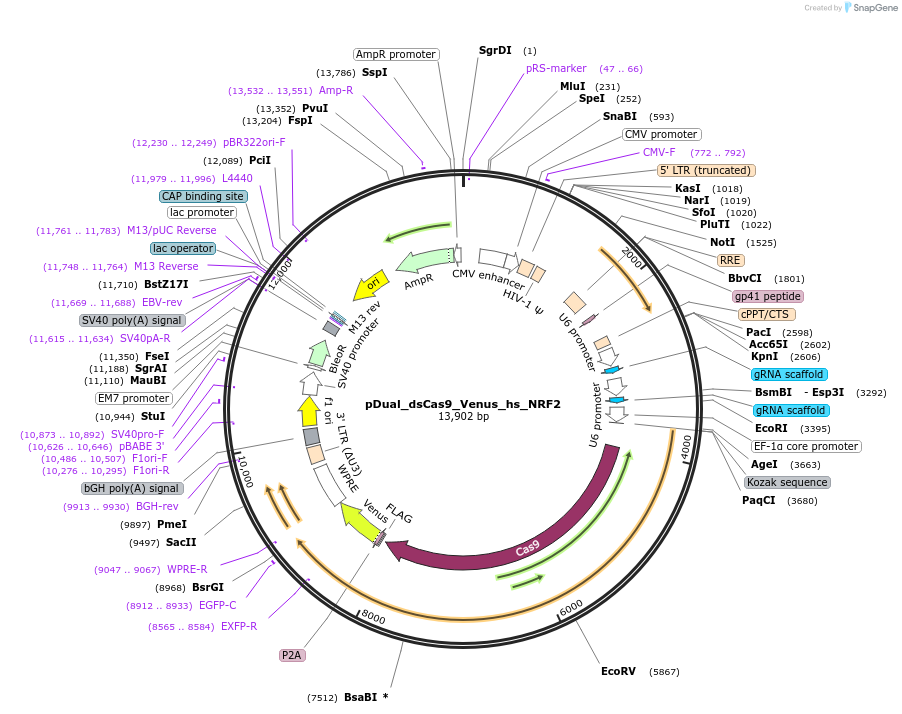 214692-plasmid-map-sequence-id-428724