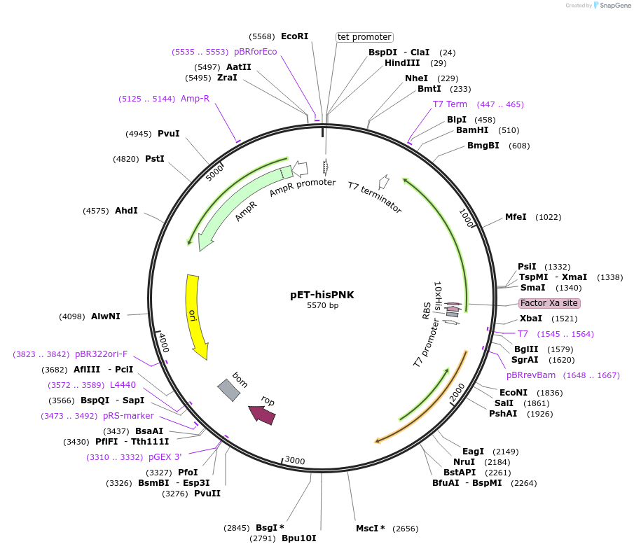 216670-plasmid-map-sequence-id-428726