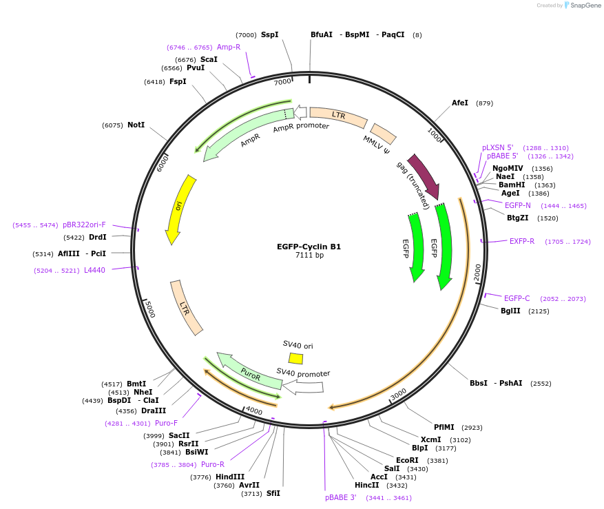 215049-plasmid-map-sequence-id-428731