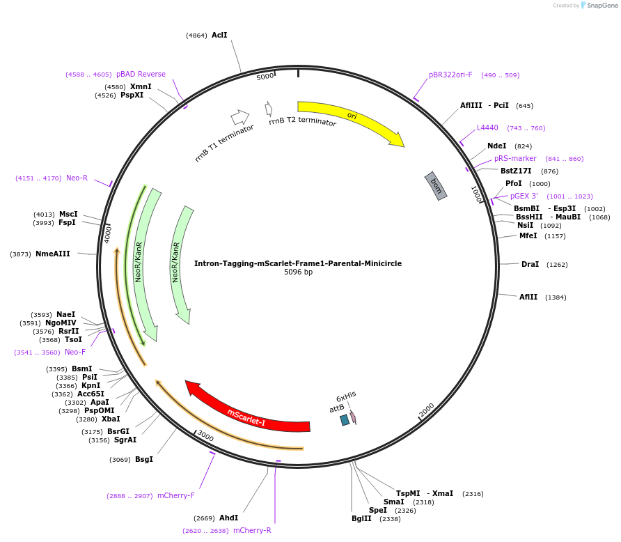 216125-plasmid-map-sequence-id-428733