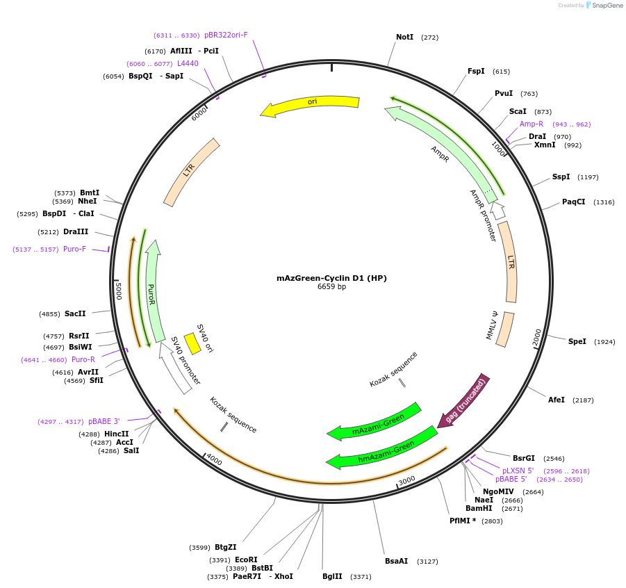 215057-plasmid-map-sequence-id-428734