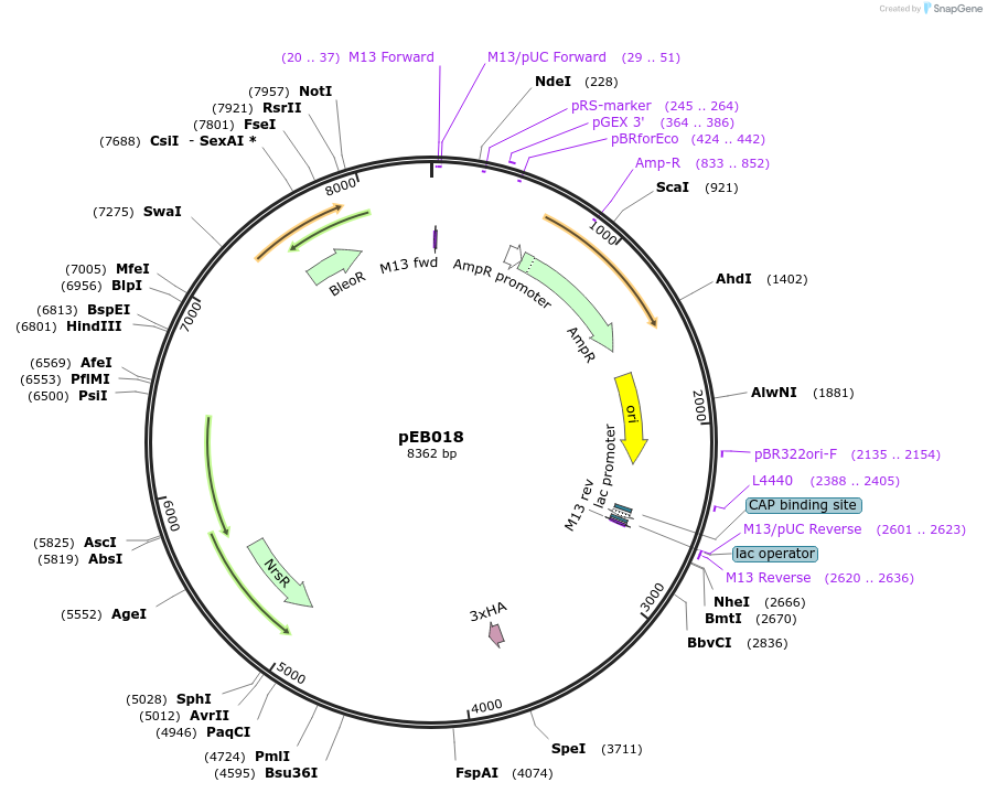 215568-plasmid-map-sequence-id-428736