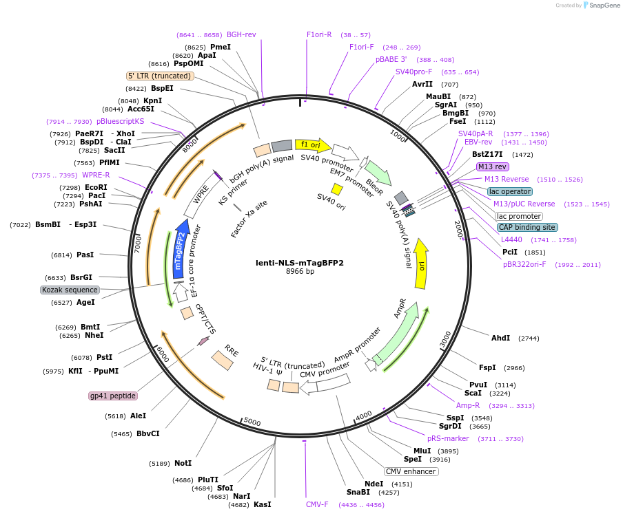 216128-plasmid-map-sequence-id-428738