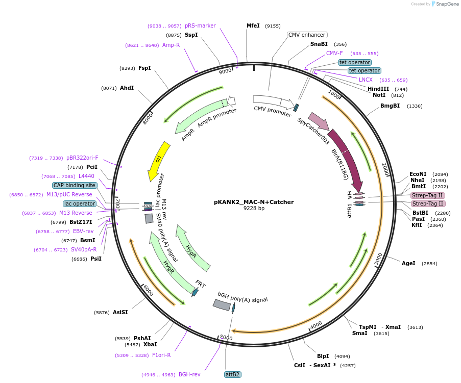 428768_map