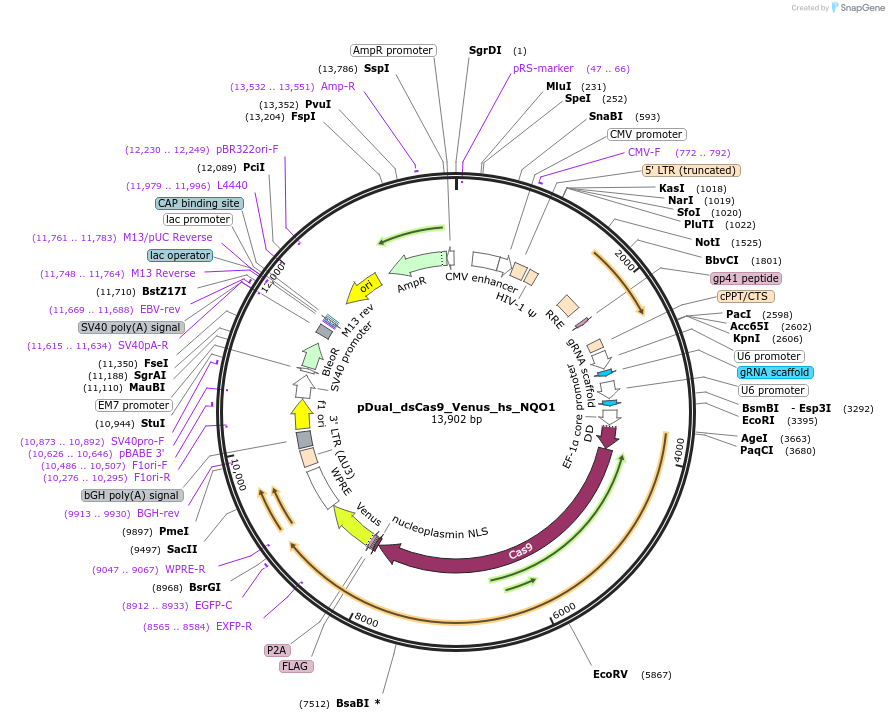 214684-plasmid-map-sequence-id-428771