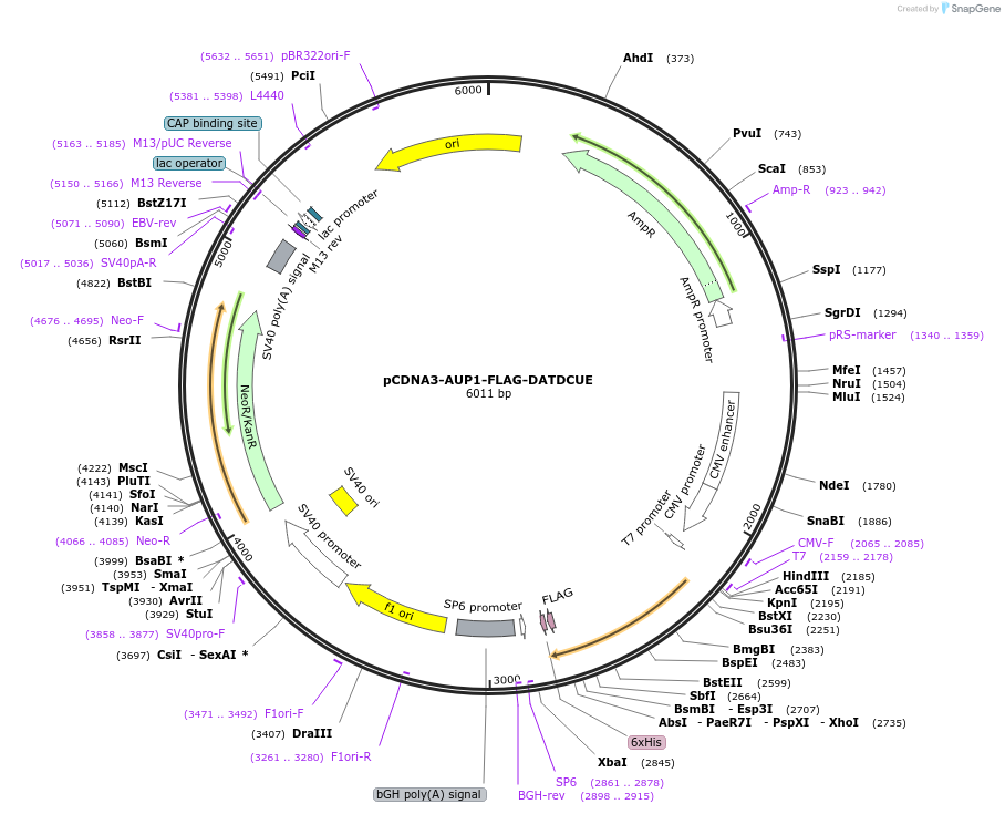 185340-plasmid-map-sequence-id-428773