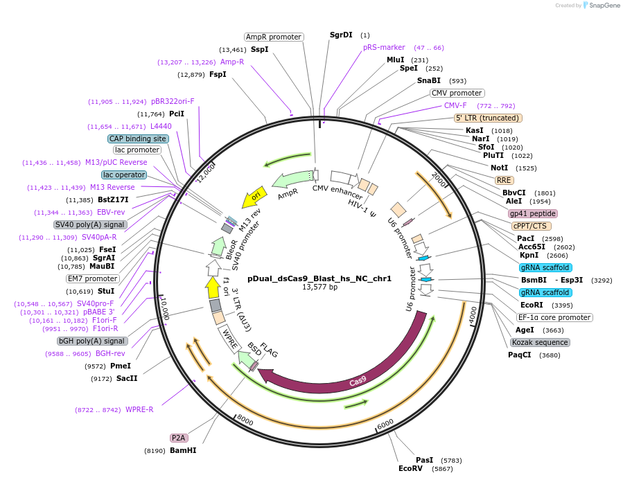 214690-plasmid-map-sequence-id-428775
