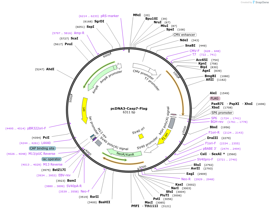 11815-plasmid-map-sequence-id-428785