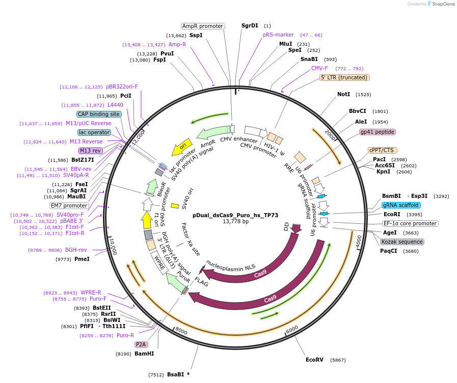 214689-plasmid-map-sequence-id-428791