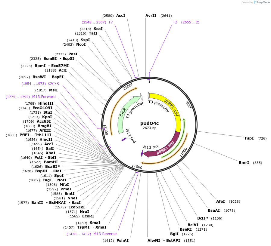 210233-plasmid-map-sequence-id-428793