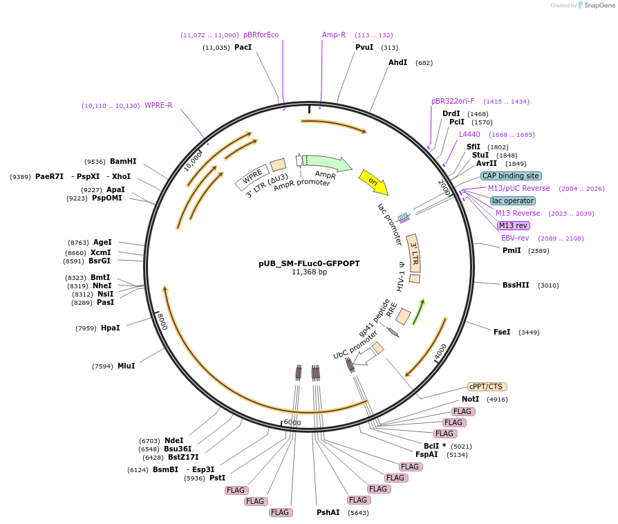 210594-plasmid-map-sequence-id-428795
