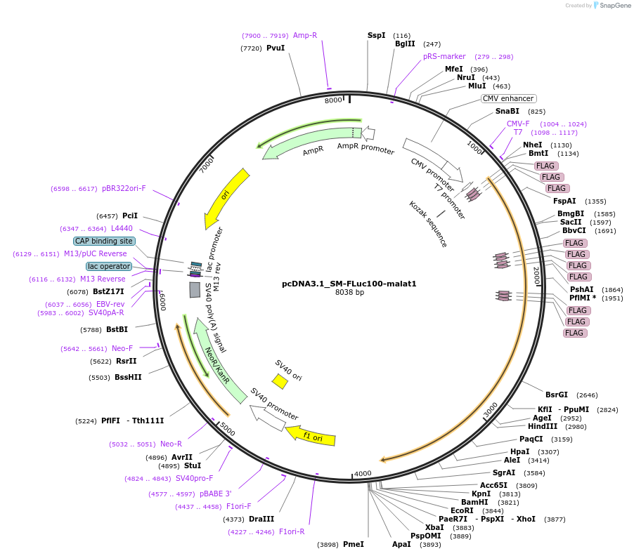 210581-plasmid-map-sequence-id-428796