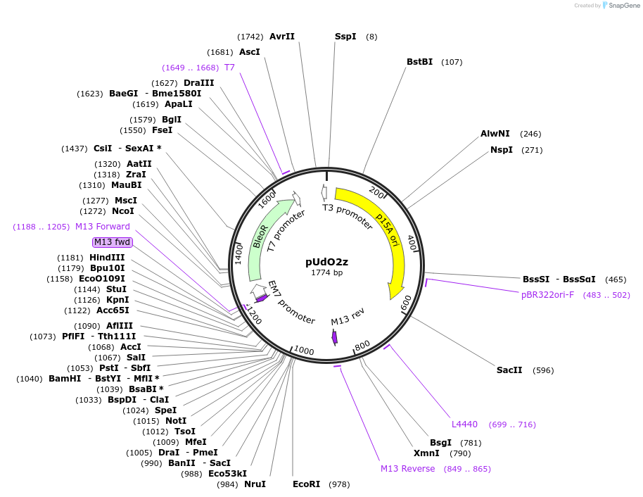 210251-plasmid-map-sequence-id-428800