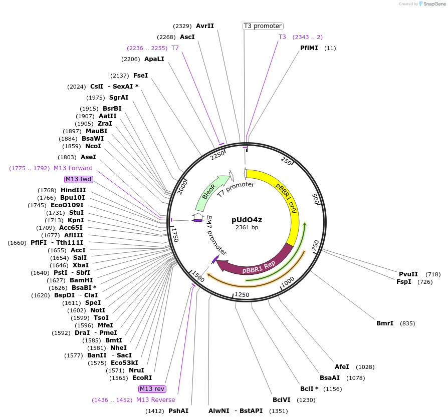 210253-plasmid-map-sequence-id-428802