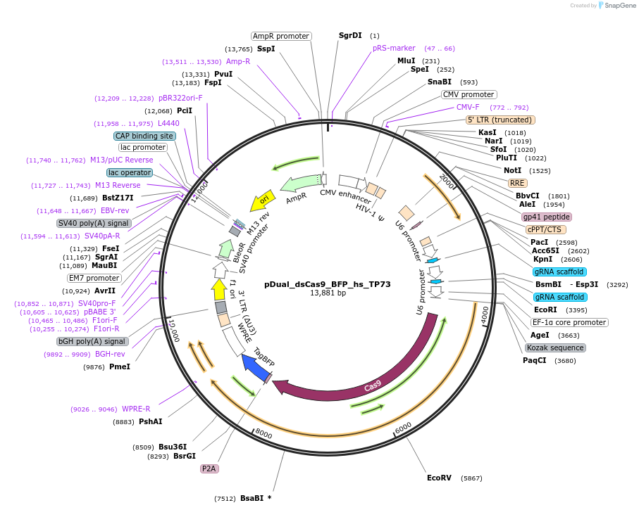 214687-plasmid-map-sequence-id-428806
