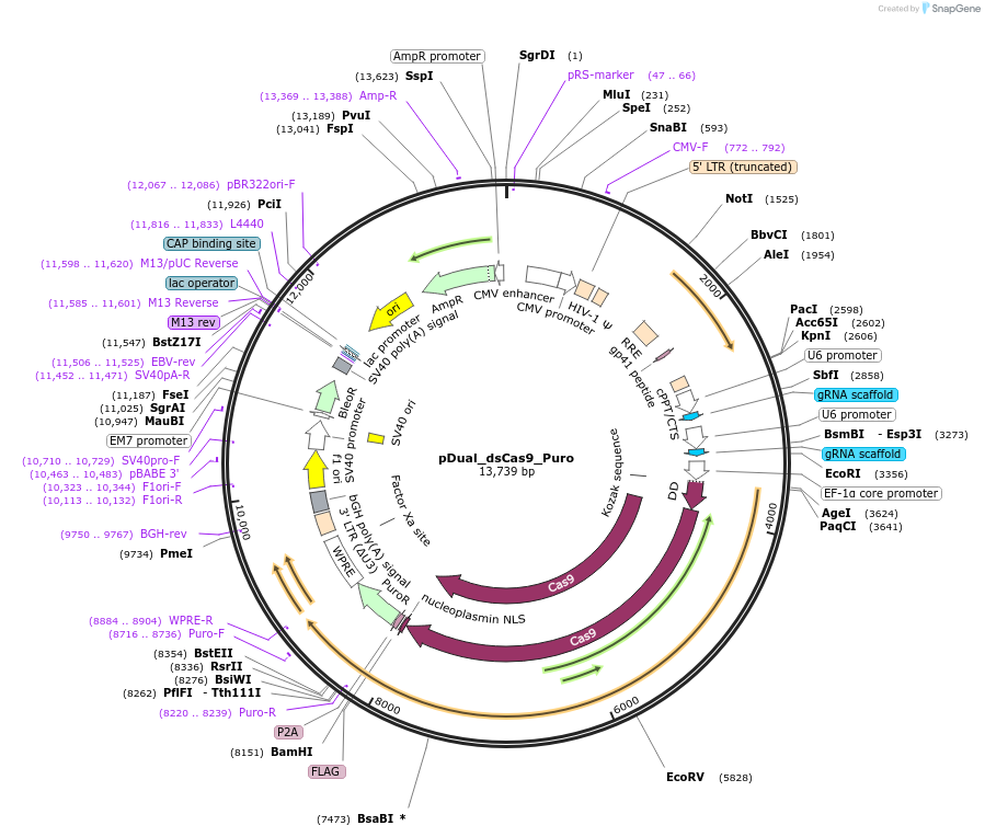 214680-plasmid-map-sequence-id-428814