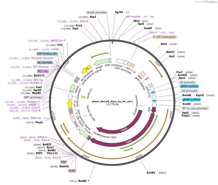 214688-plasmid-map-sequence-id-428817