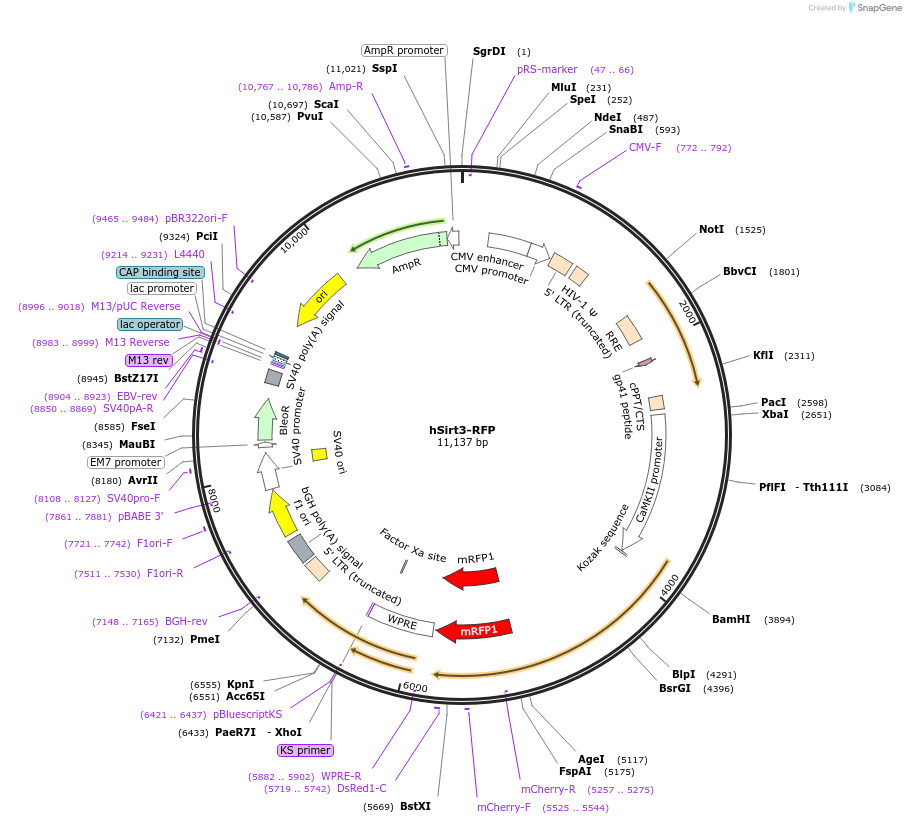 216806-plasmid-map-sequence-id-428819