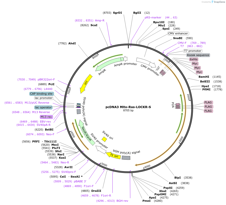 216501-plasmid-map-sequence-id-428824