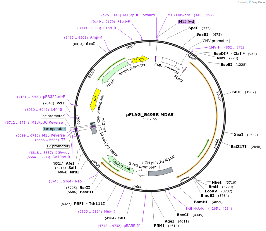 216799-plasmid-map-sequence-id-428832