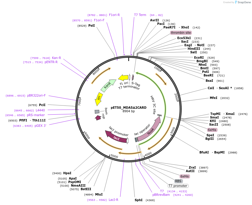 216804-plasmid-map-sequence-id-428835