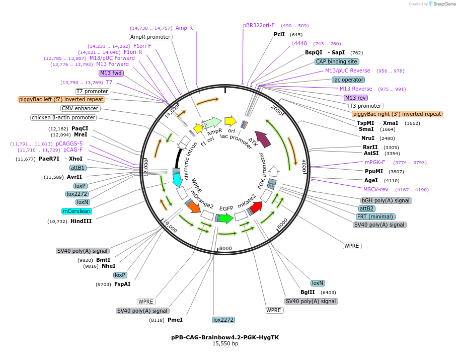 214126-plasmid-map-sequence-id-428841