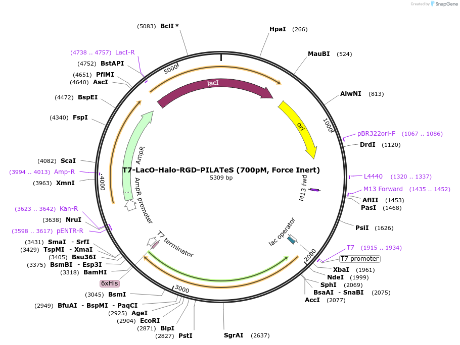 216715-plasmid-map-sequence-id-428951