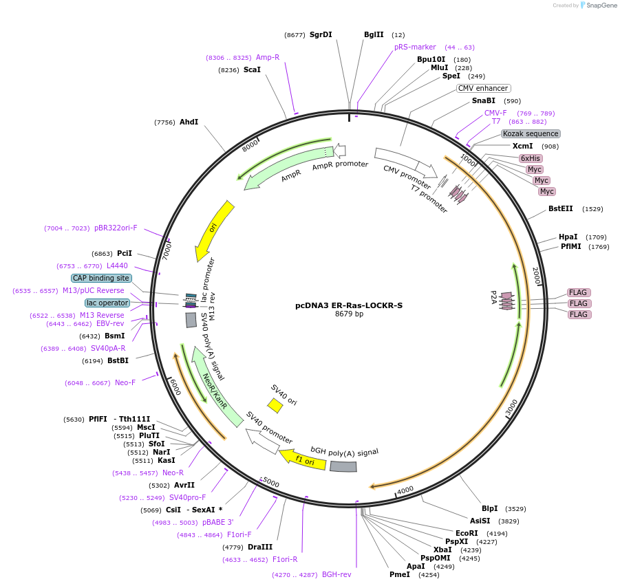 216500-plasmid-map-sequence-id-428965