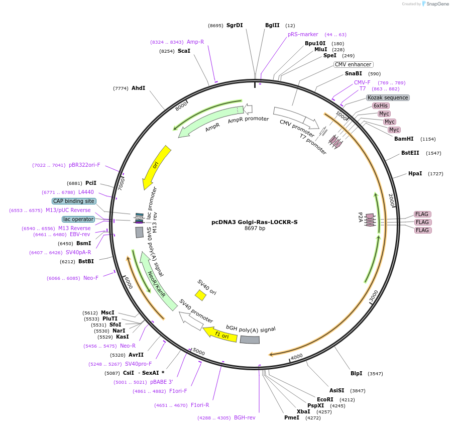216499-plasmid-map-sequence-id-428966
