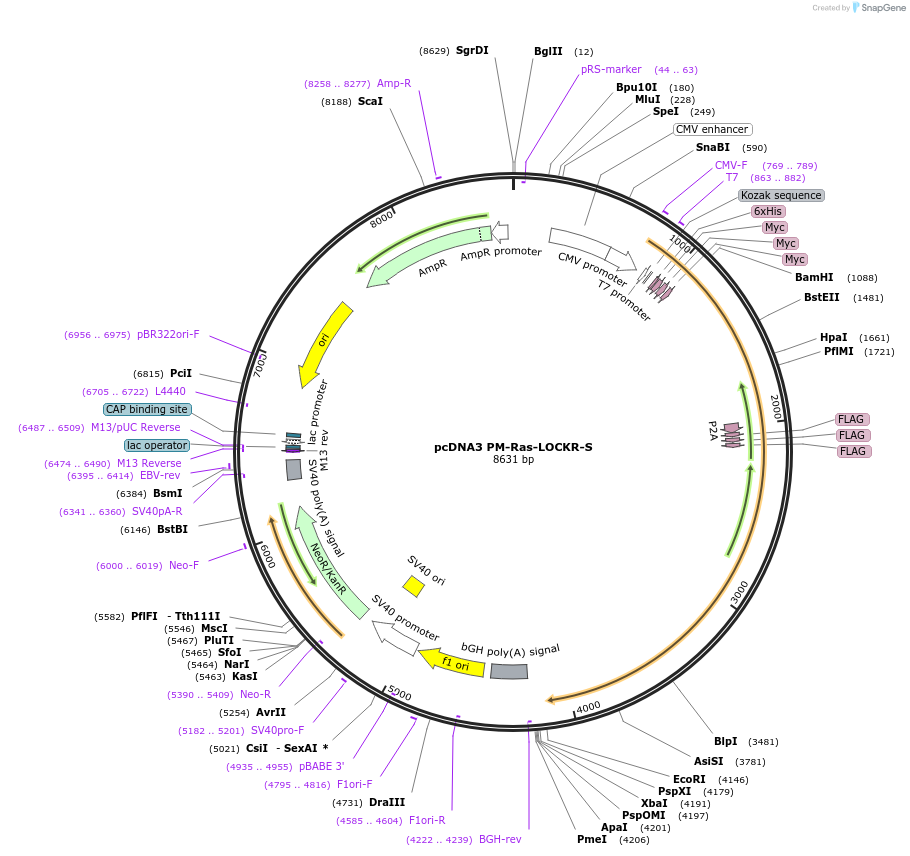 216498-plasmid-map-sequence-id-428986