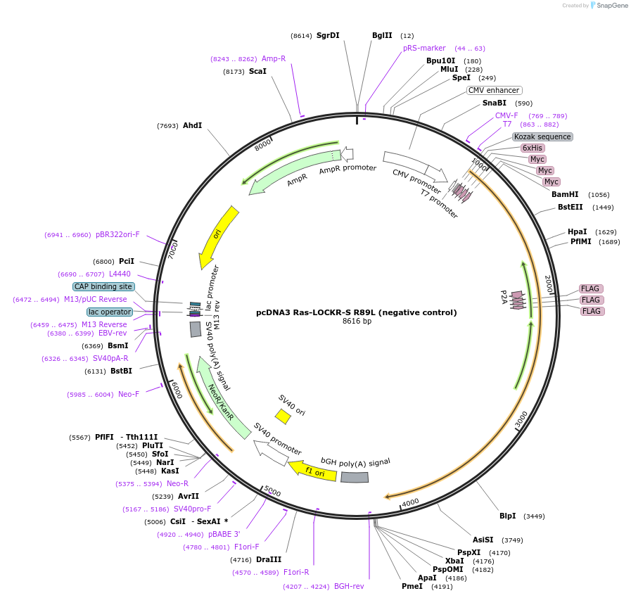 216497-plasmid-map-sequence-id-428988