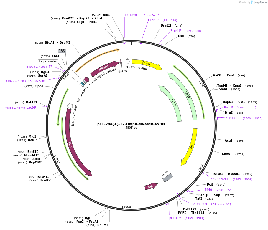 214809-plasmid-map-sequence-id-428992