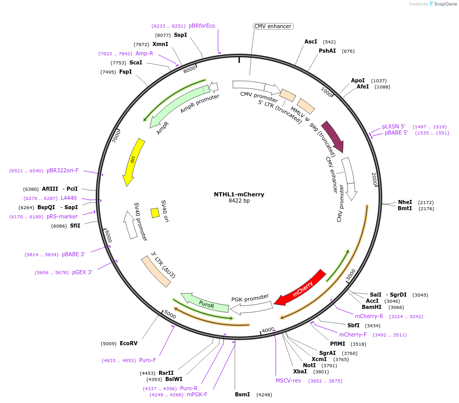 215145-plasmid-map-sequence-id-428994