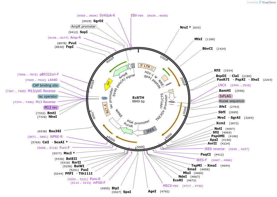 211923-plasmid-map-sequence-id-429006