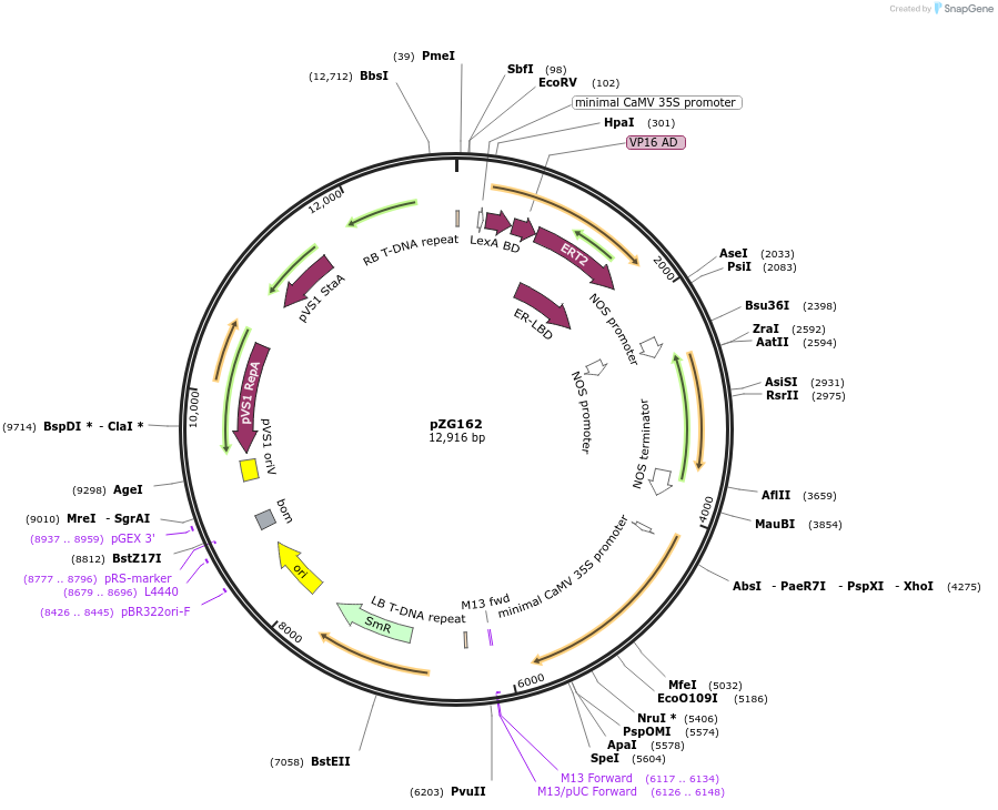 202581-plasmid-map-sequence-id-429009