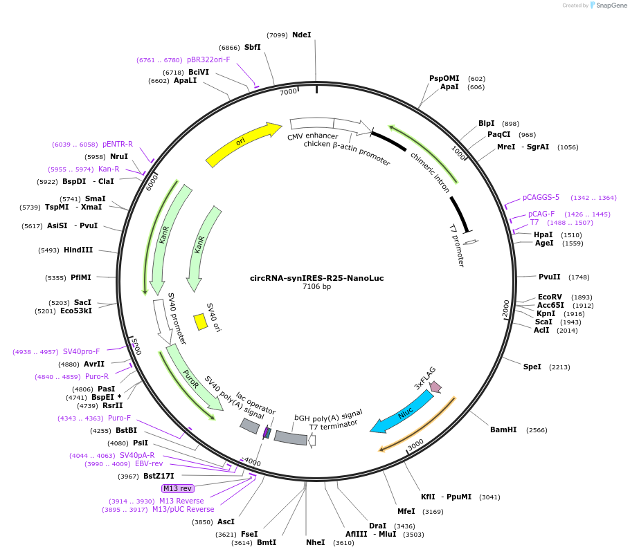 188116-plasmid-map-sequence-id-429011
