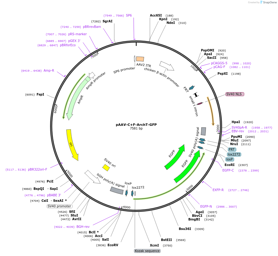 209700-plasmid-map-sequence-id-429013
