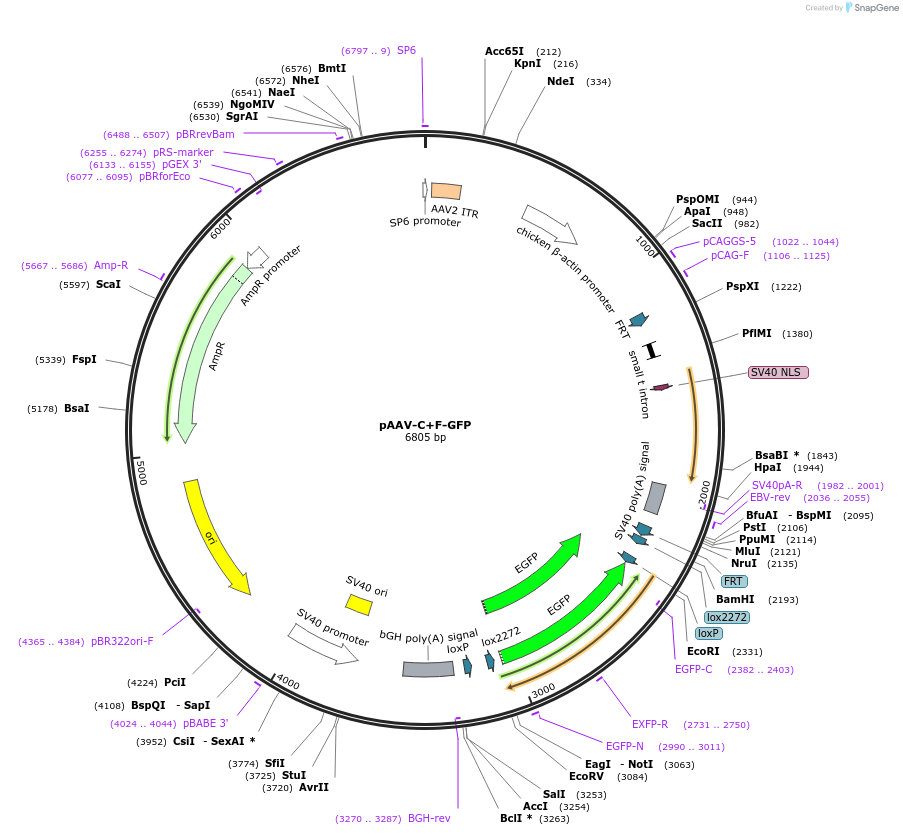 209699-plasmid-map-sequence-id-429017