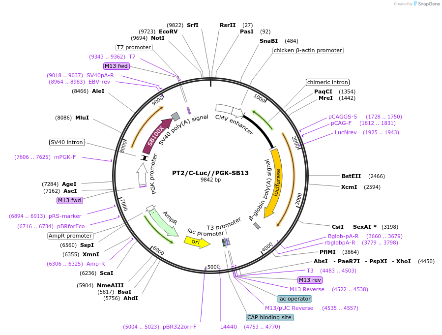 20207-plasmid-map-sequence-id-429023