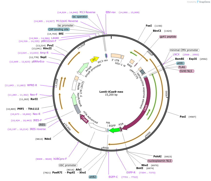 85400-plasmid-map-sequence-id-429030