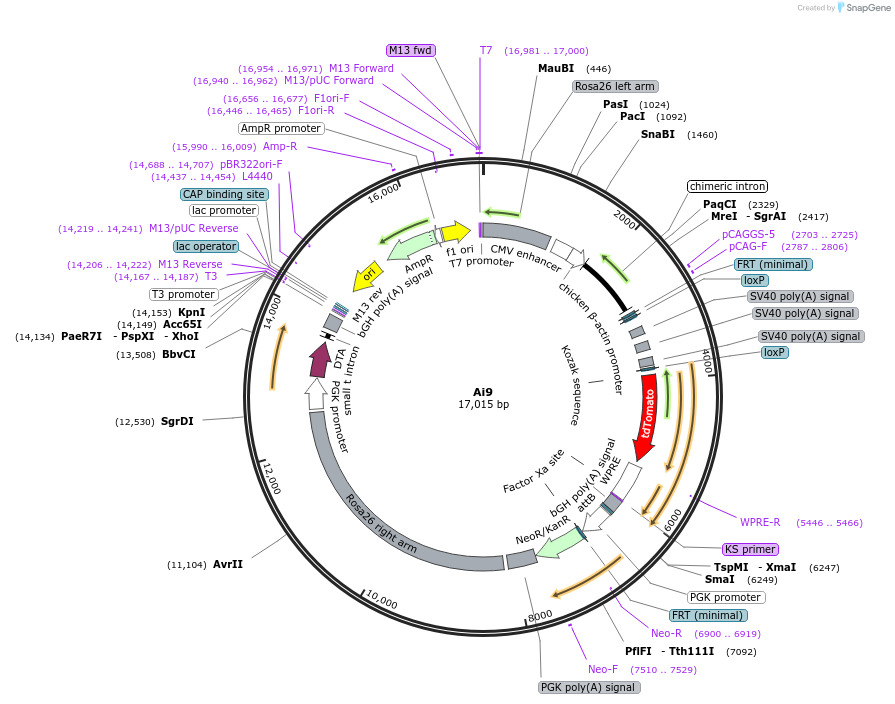 22799-plasmid-map-sequence-id-429033