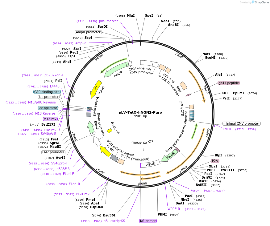 79049-plasmid-map-sequence-id-429069