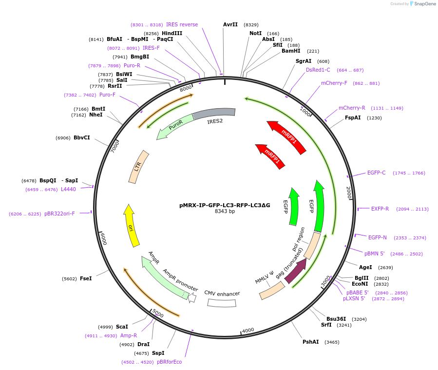 84572-plasmid-map-sequence-id-429084