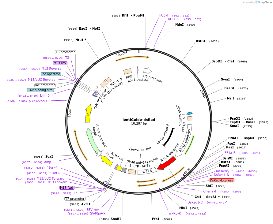 217006-plasmid-map-sequence-id-429085