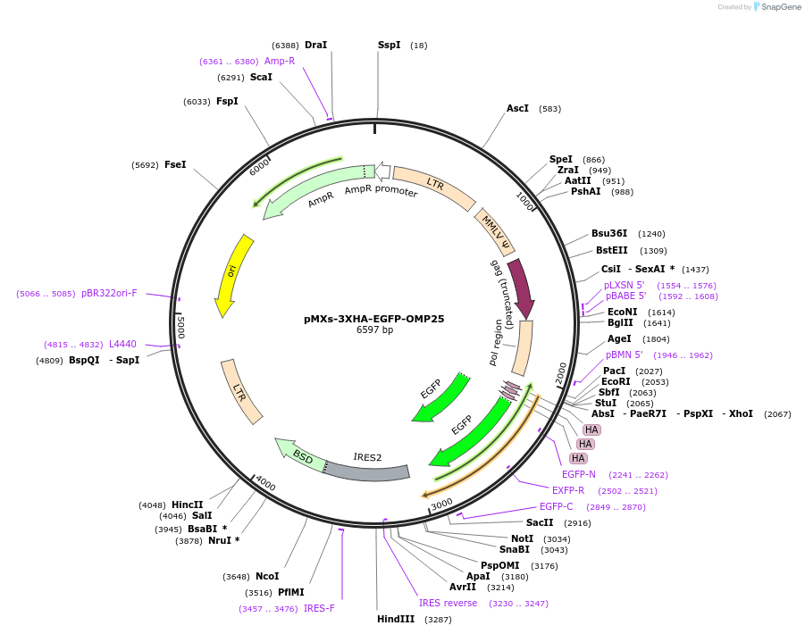 83356-plasmid-map-sequence-id-429090