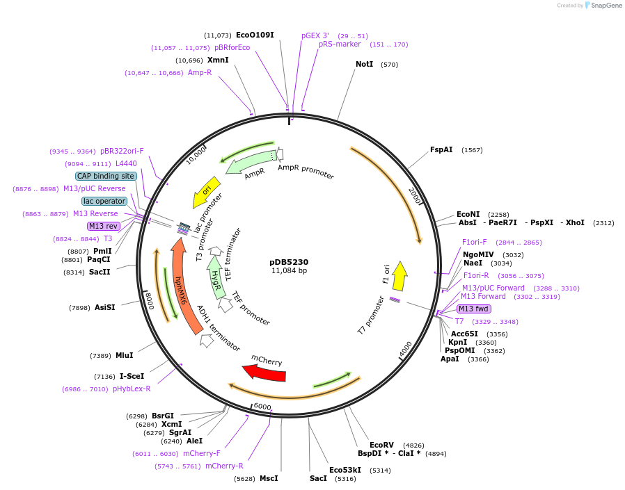 215496-plasmid-map-sequence-id-429121