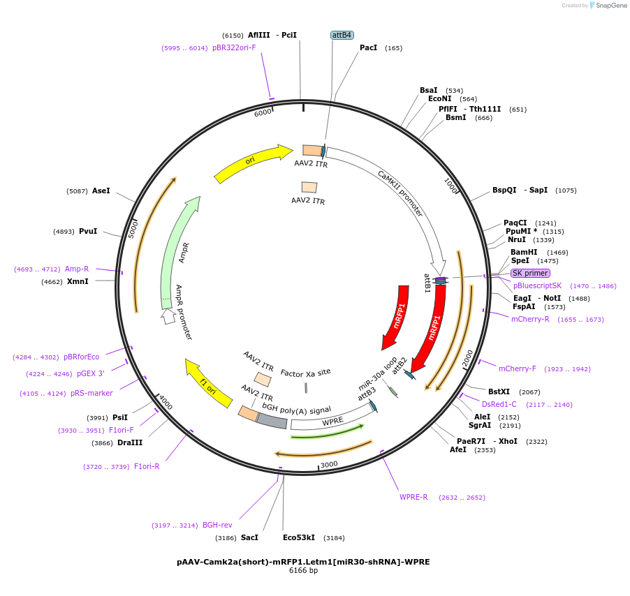 214404-plasmid-map-sequence-id-429153