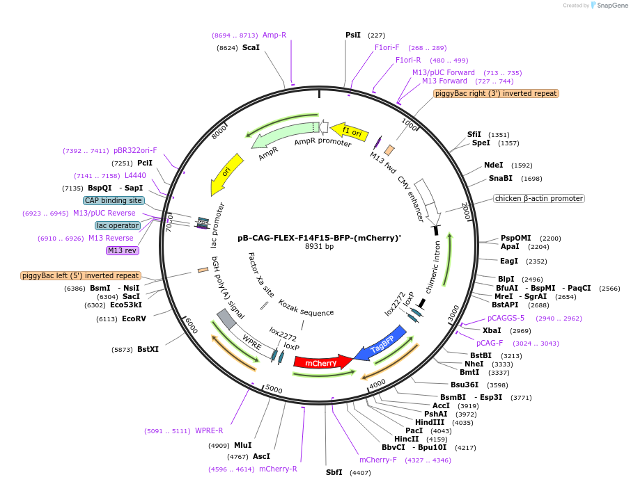201831-plasmid-map-sequence-id-429161