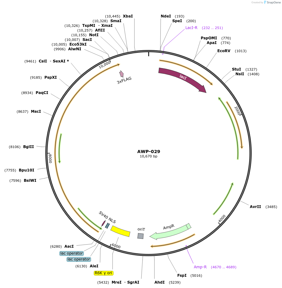213966-plasmid-map-sequence-id-429164