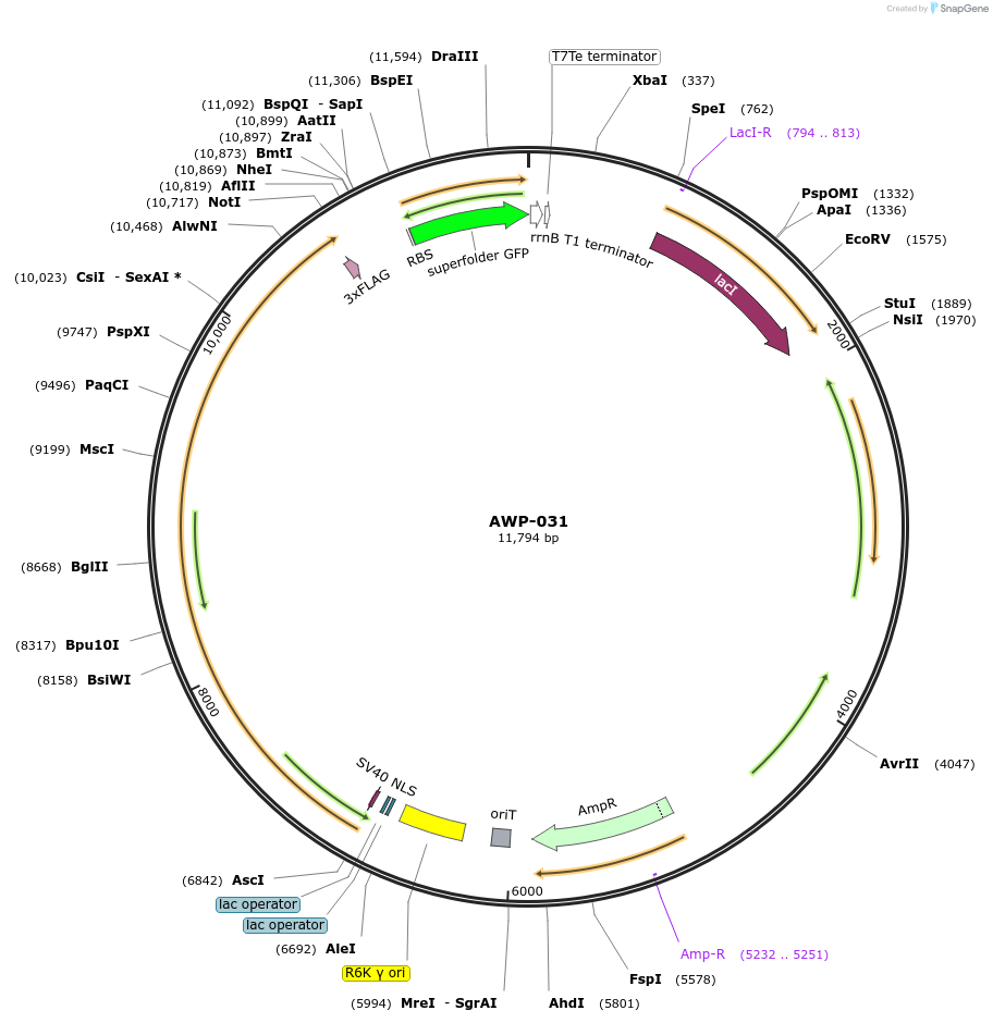 213967-plasmid-map-sequence-id-429166